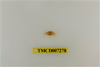 藏品(粗掌開口蟹)的圖片